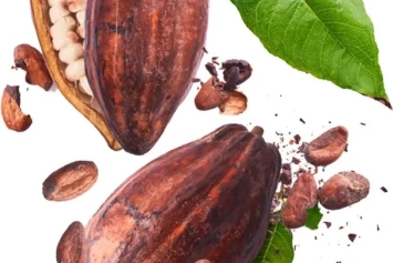 Cacao en grains
